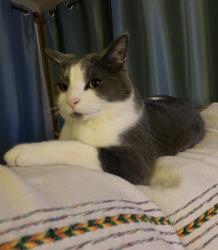 Lost Male Cat last seen Canterbury Drive and Far Hills Avenue, Dayton, OH 45429