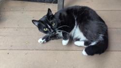 Found/Stray Female Cat last seen Massachusetts ave and 19th st, Buffalo, NY 14213