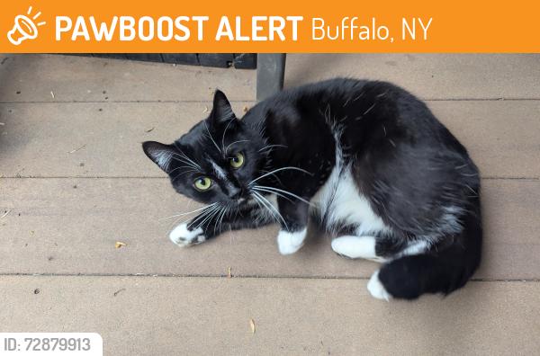 Found/Stray Female Cat last seen Massachusetts ave and 19th st, Buffalo, NY 14213