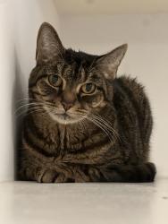 Lost Female Cat last seen Meridian, Graham, WA 98338