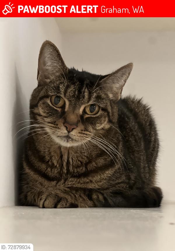 Lost Female Cat last seen Meridian, Graham, WA 98338
