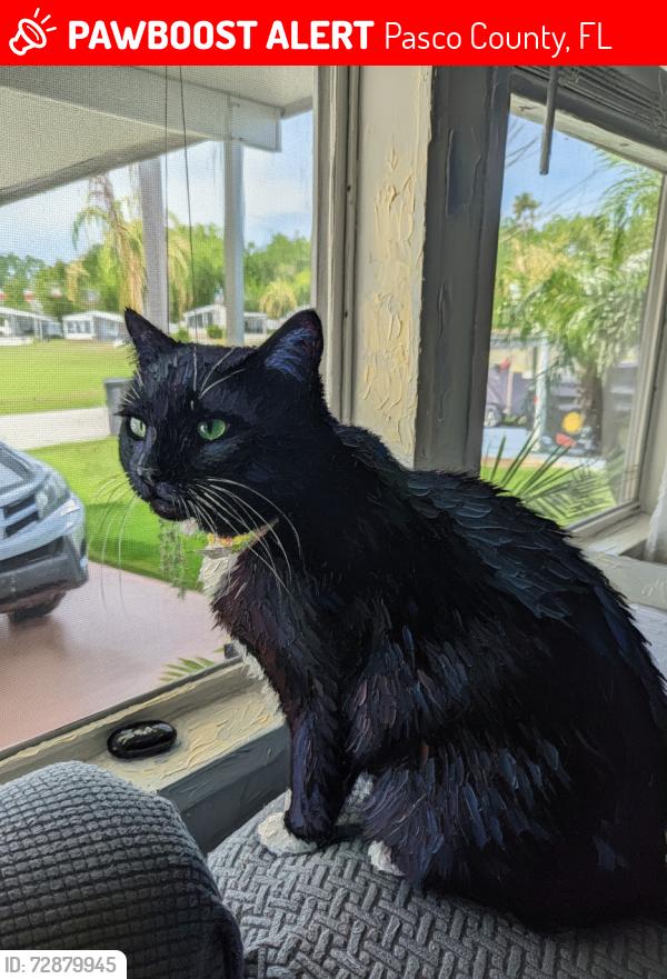 Lost Female Cat last seen Swaying Palm drive and Crystal Lake boulevard, Pasco County, FL 33541