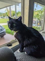 Lost Female Cat last seen Swaying Palm drive and Crystal Lake boulevard, Pasco County, FL 33541