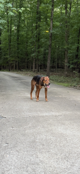 Found/Stray Male Dog last seen Craig Rd and Martins Way , Durham, NC 27712