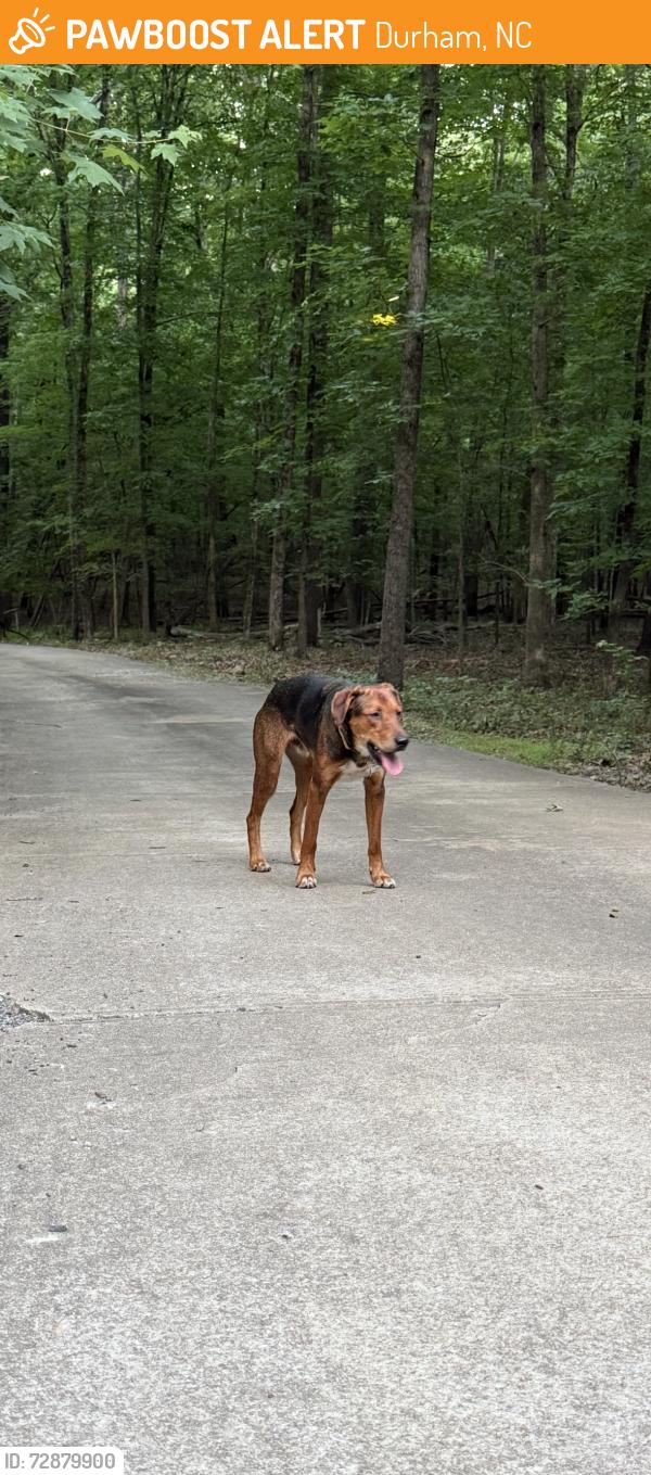 Found/Stray Male Dog last seen Craig Rd and Martins Way , Durham, NC 27712