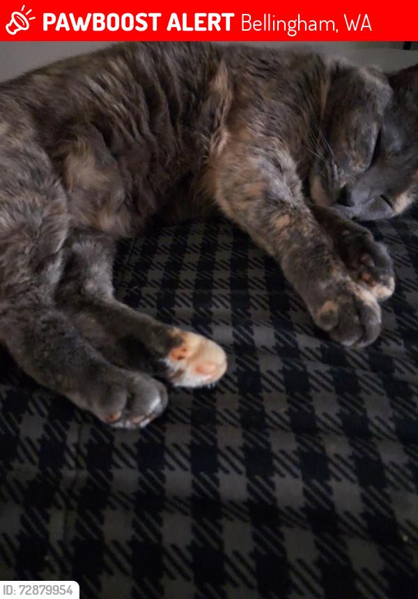 Lost Female Cat last seen Mapleroad Avr rd, Bellingham, WA 98225