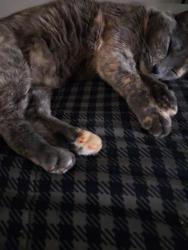 Lost Female Cat last seen Mapleroad Avr rd, Bellingham, WA 98225