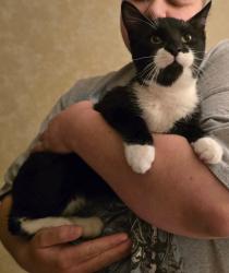 Lost Male Cat last seen Near LD Lockette and Precinct Line 76182, North Richland Hills, TX 76180
