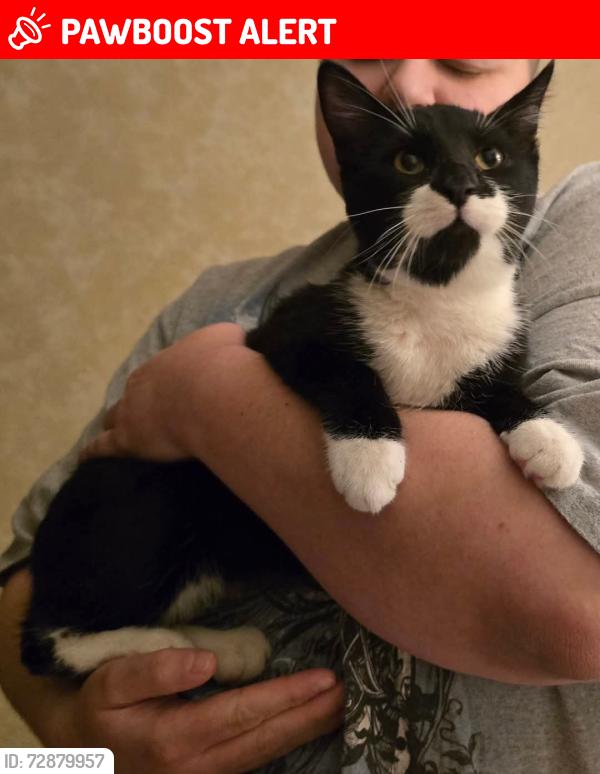 Lost Male Cat last seen Near LD Lockette and Precinct Line 76182, North Richland Hills, TX 76180