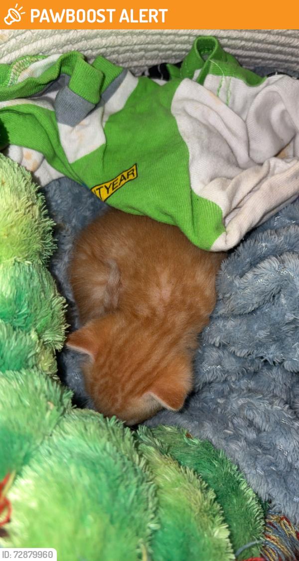 Found/Stray Unknown Cat last seen Kroger, Copperfield Place, TX 77095