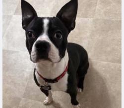 Reunited Male Dog last seen Bluegate Drive & Meredith Rd (Mt Healthy), Springfield Township, OH 45231