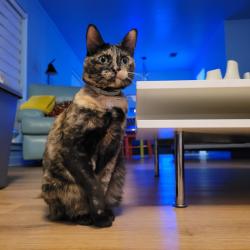 Lost Female Cat last seen Near service road Ave Cooper dr, Hurst, TX 76053