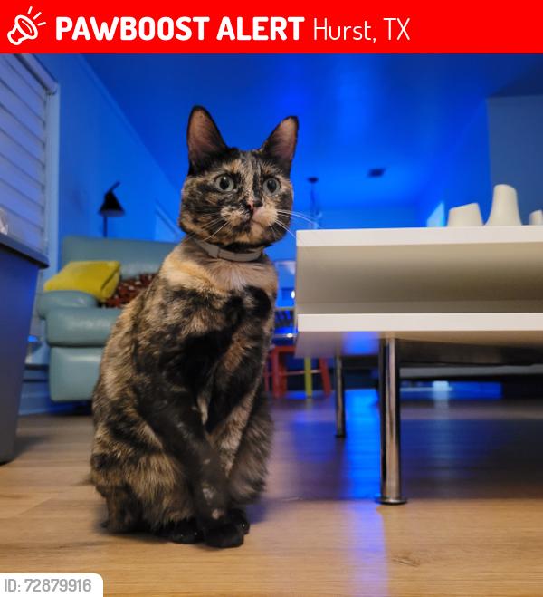Lost Female Cat last seen Near service road Ave Cooper dr, Hurst, TX 76053