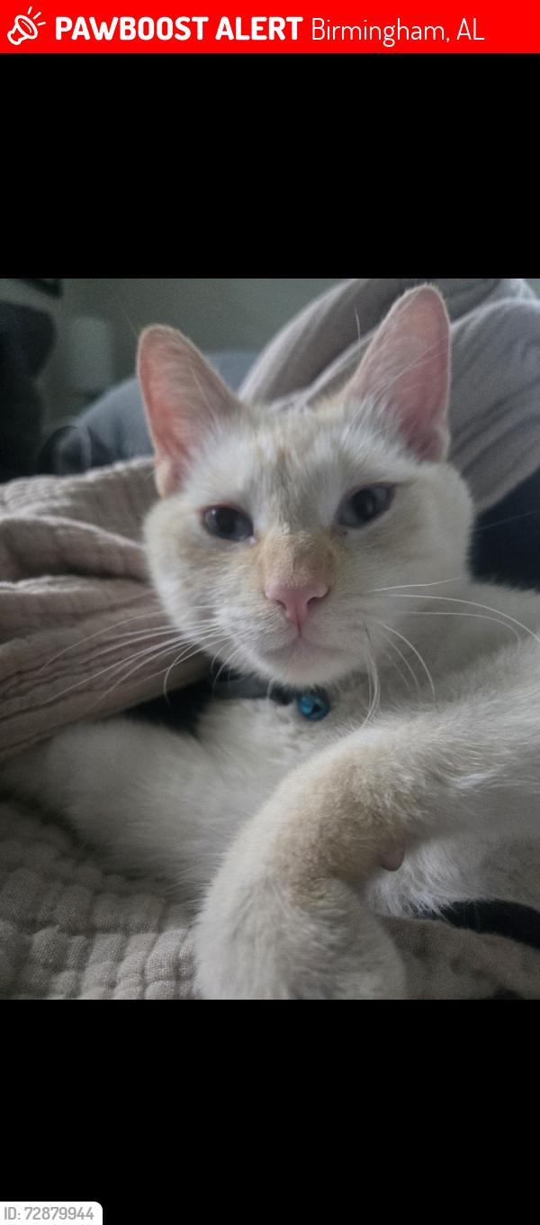 Lost Male Cat last seen 51st Street S in Crestwood , Birmingham, AL 35222