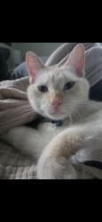 Lost Male Cat last seen 51st Street S in Crestwood , Birmingham, AL 35222