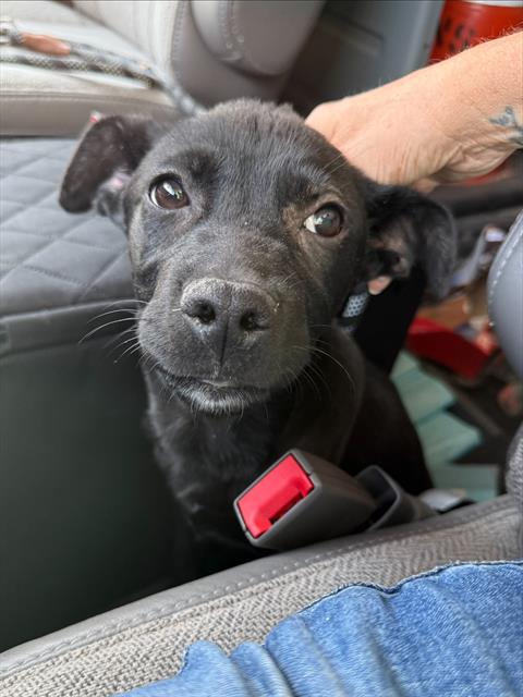 Shelter Stray Female Dog last seen HAGEMAN/ FRUITVALE BAKERSFIELD, Bakersfield, CA 93307