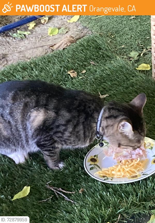 Found/Stray Unknown Cat last seen Central Avenue, Orangevale, CA 95662