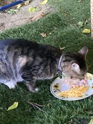 Found/Stray Unknown Cat last seen Central Avenue, Orangevale, CA 95662