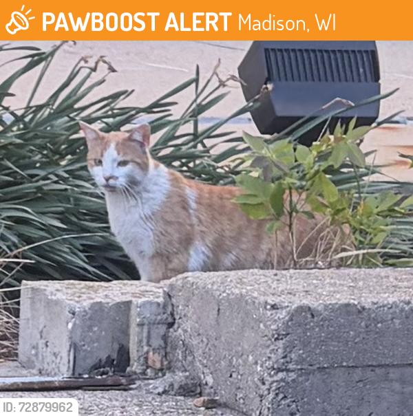 Found/Stray Unknown Cat last seen Tommy Thompson Building gardens , Madison, WI 53703