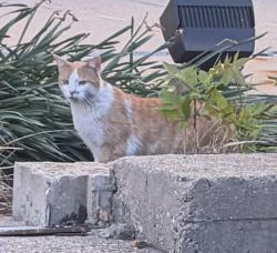 Found/Stray Unknown Cat last seen Tommy Thompson Building gardens , Madison, WI 53703