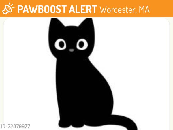 Found/Stray Unknown Cat last seen USPS East Central St., Worcester, MA 01605