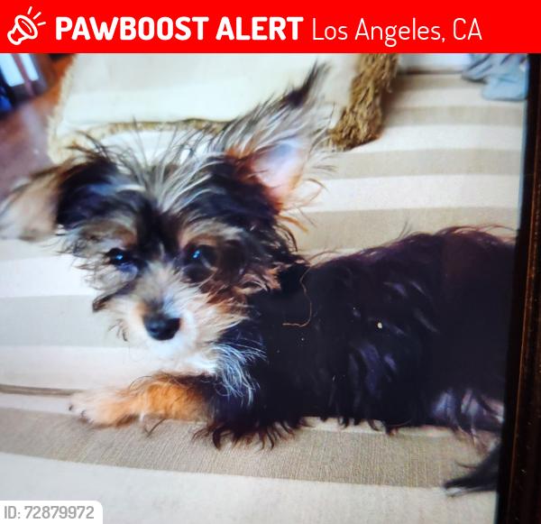 Lost Female Dog last seen Park Western Dr. & Battery St. SAN PEDRO , Los Angeles, CA 90731