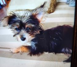 Lost Female Dog last seen Park Western Dr. & Battery St. SAN PEDRO , Los Angeles, CA 90731