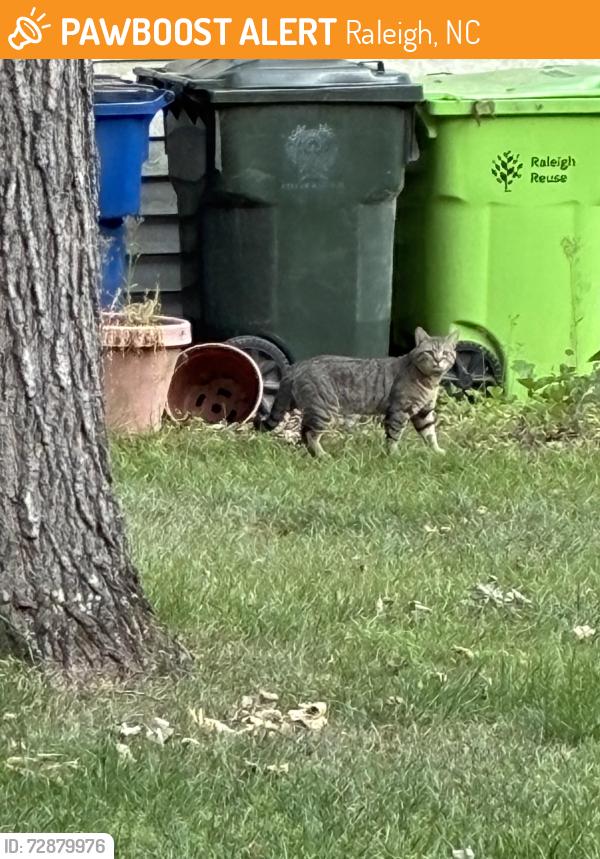 Found/Stray Unknown Cat last seen Dansington Ct and Hawksmoor, Raleigh, NC 27614