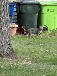 Found/Stray Unknown Cat last seen Dansington Ct and Hawksmoor, Raleigh, NC 27614