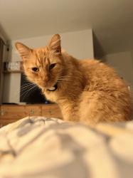 Lost Male Cat last seen Rustic Glen Dr, Temecula, CA 92591