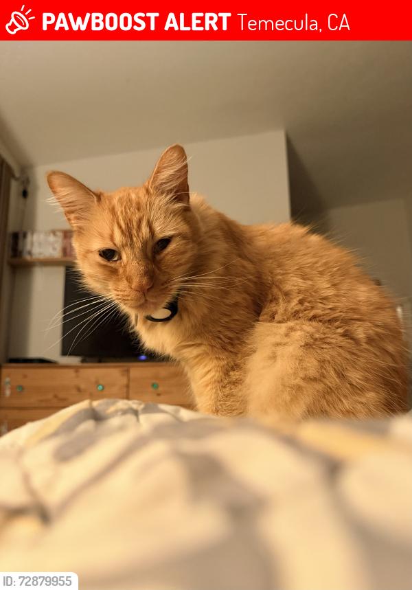 Lost Male Cat last seen Rustic Glen Dr, Temecula, CA 92591