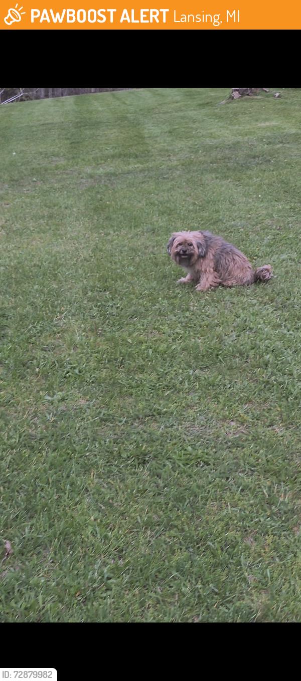 Found/Stray Unknown Dog last seen Orchard and conrad ave, Lansing, MI 48911