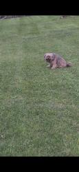 Found/Stray Unknown Dog last seen Orchard and conrad ave, Lansing, MI 48911