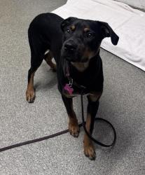 Shelter Stray Male Dog last seen Near N Broadway, Escondido, CA, 92026, Escondido, CA 92027
