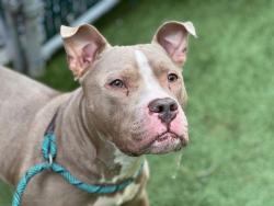 Shelter Stray Male Dog last seen Apt 6,421 E 168th Street, BRONX, NY, 10456, New York, NY 10029
