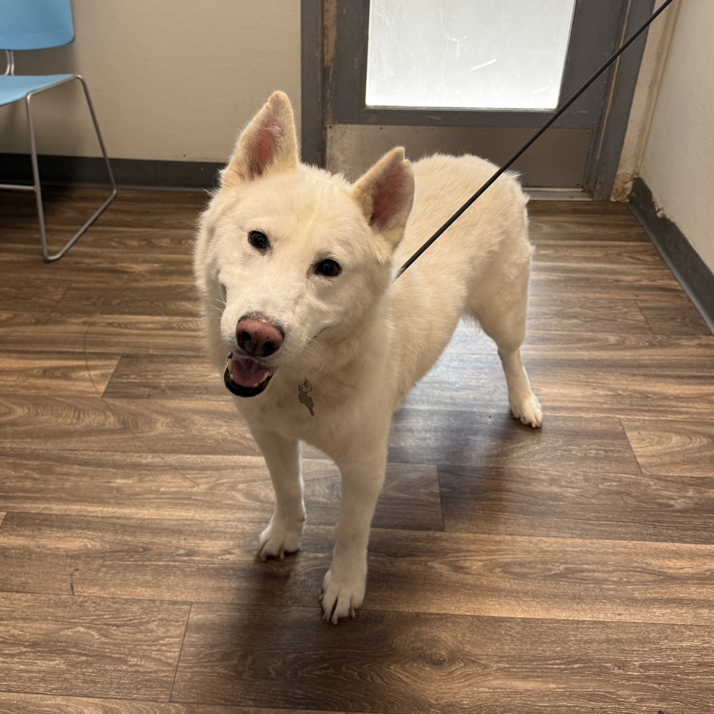Shelter Stray Male Dog last seen Morena Boulevard, San Diego, CA, 92110, San Diego, CA 92110