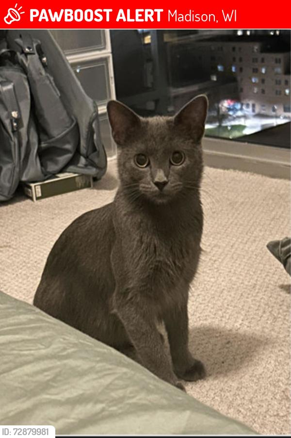 Lost Female Cat last seen Jenifer Street and Dickinson Street, Madison, WI 53703