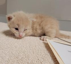 Shelter Stray Female Cat last seen Near Wallace Avenue, SAN LEANDRO, CA, 94577, Oakland, CA 94621