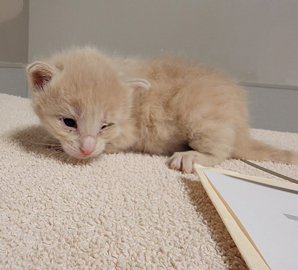 Shelter Stray Female Cat last seen Near Wallace Avenue, SAN LEANDRO, CA, 94577, 8323 Baldwin St, Oakland, CA 94621, USA
