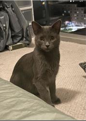 Lost Female Cat last seen Jenifer Street and Dickinson Street, Madison, WI 53703