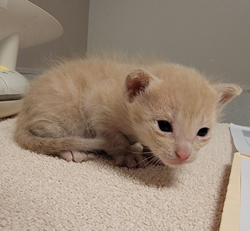 Shelter Stray Female Cat last seen Near Wallace Avenue, SAN LEANDRO, CA, 94577, 8323 Baldwin St, Oakland, CA 94621, USA