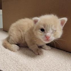 Shelter Stray Male Cat last seen Near Wallace Avenue, SAN LEANDRO, CA, 94577, Oakland, CA 94621