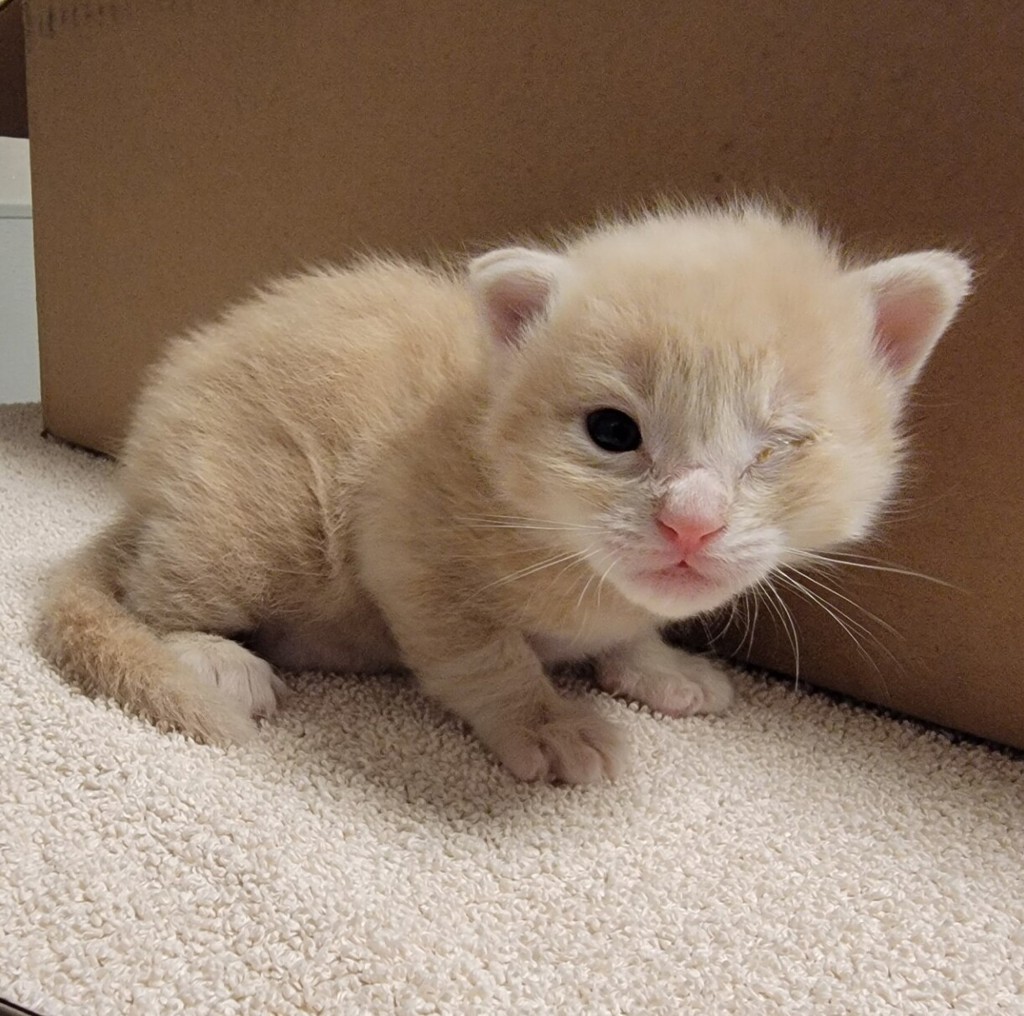 Shelter Stray Male Cat last seen Near Wallace Avenue, SAN LEANDRO, CA, 94577, 8323 Baldwin St, Oakland, CA 94621, USA