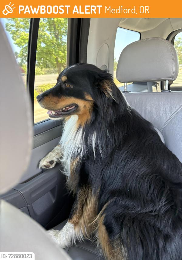 Found/Stray Male Dog last seen The rouge valley mall near the creek, Medford, OR 97501