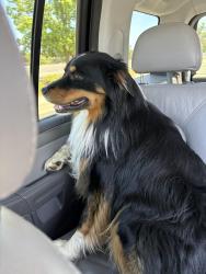Found/Stray Male Dog last seen The rouge valley mall near the creek, Medford, OR 97501