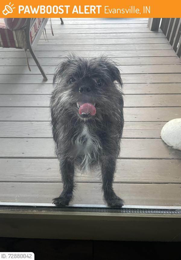 Found/Stray Unknown Dog last seen Walmart, Evansville, IN 47710