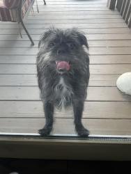 Found/Stray Unknown Dog last seen Walmart, Evansville, IN 47710