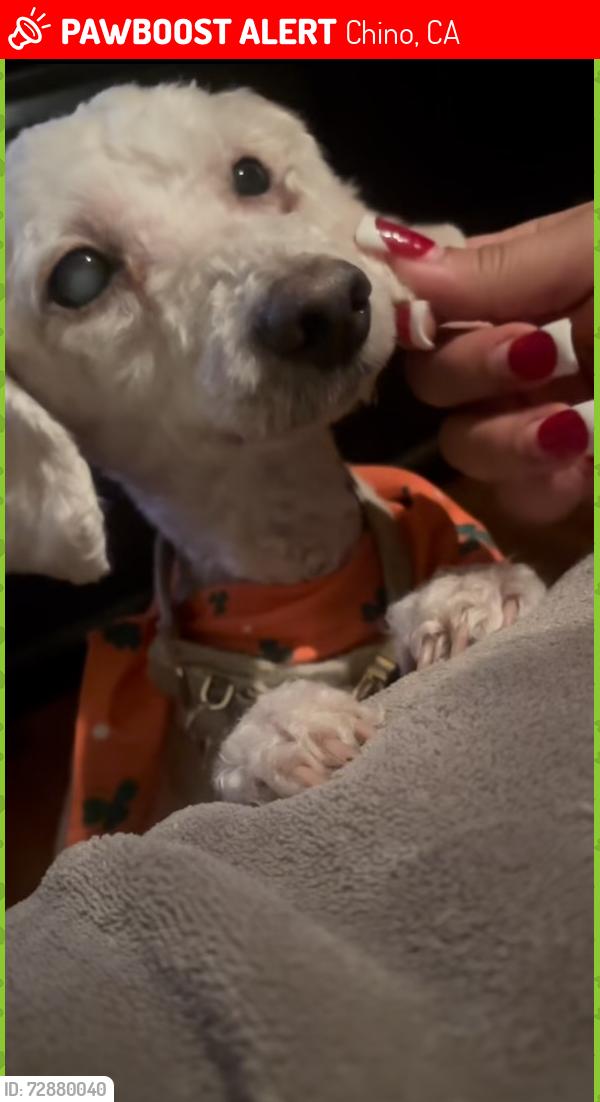 Lost Female Dog last seen pine ave and euclid ave , Chino, CA 91708
