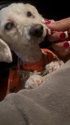 Lost Female Dog last seen pine ave and euclid ave , Chino, CA 91708