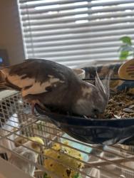 Lost Male Bird last seen Sterling springs and Gentilly , Las Vegas, NV 89108